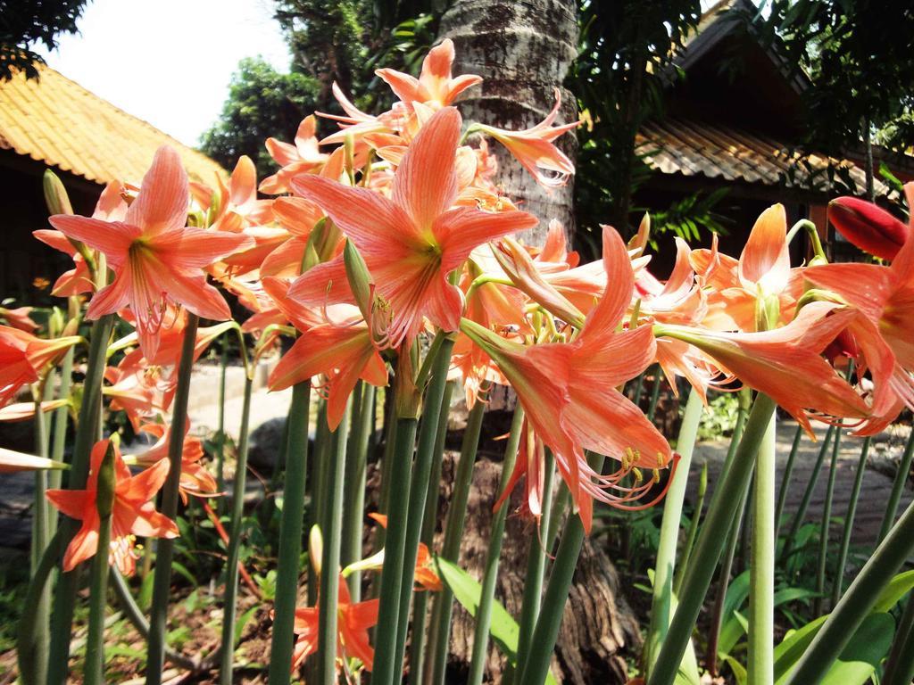 Areeya Phuree Resort Thaton Mae Ai Exterior foto